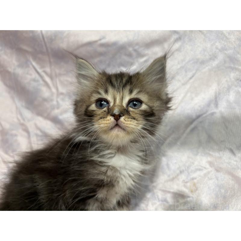 販売中の三重県のラガマフィン-133694の13枚目