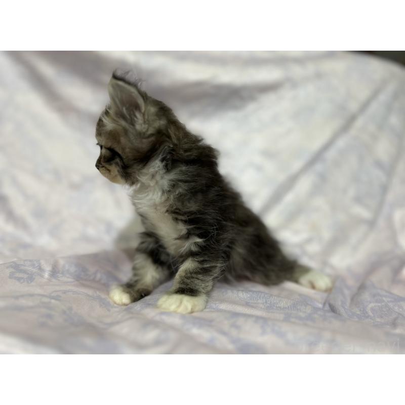 販売中の三重県のラガマフィン-133694の12枚目