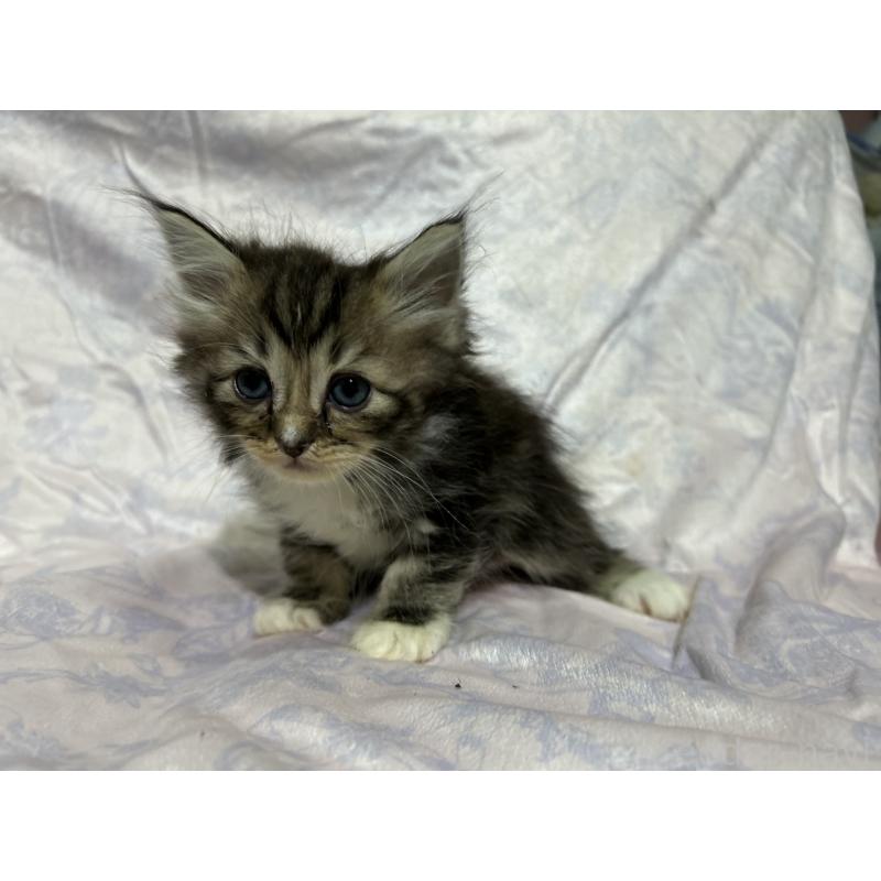 販売中の三重県のラガマフィン-133694の10枚目