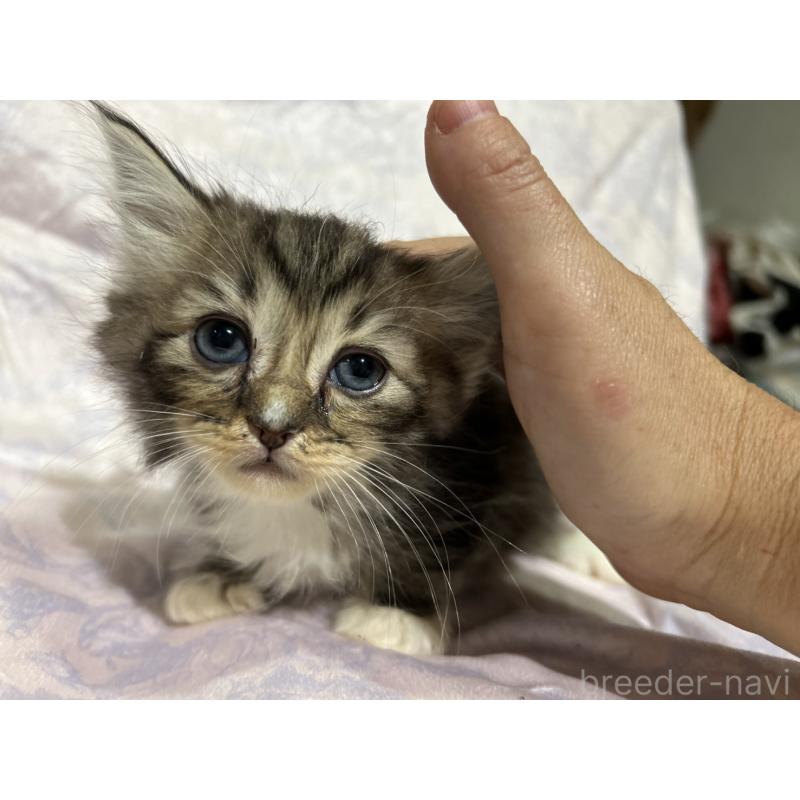 販売中の三重県のラガマフィン-133694の9枚目