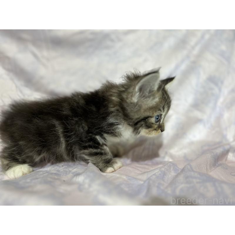 販売中の三重県のラガマフィン-133694の8枚目