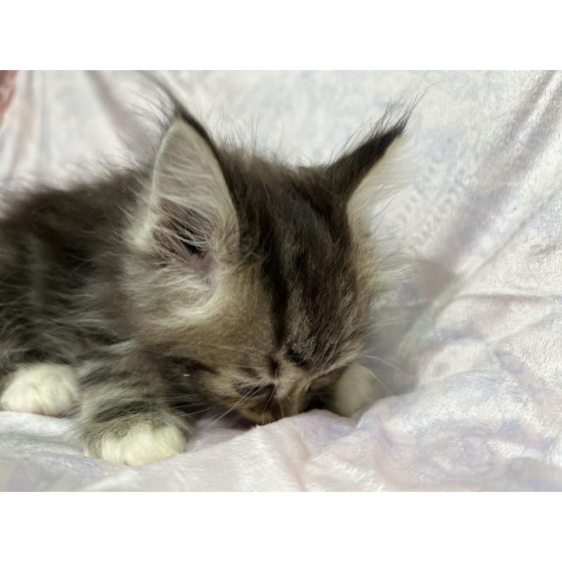 販売中の三重県のラガマフィン-133694の7枚目