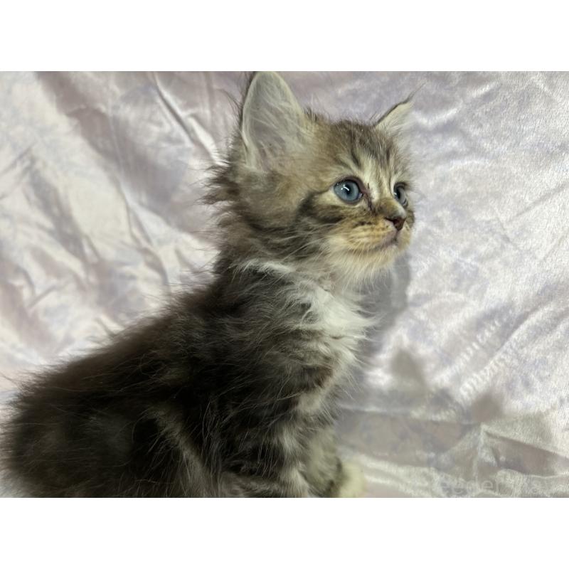 販売中の三重県のラガマフィン-133694の6枚目