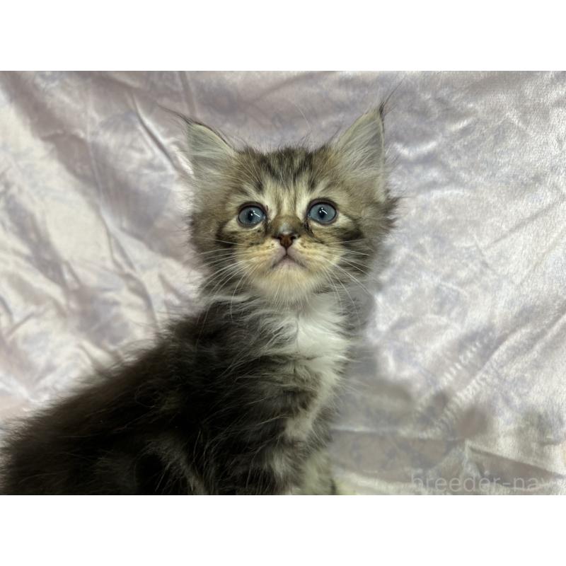 販売中の三重県のラガマフィン-133694の4枚目