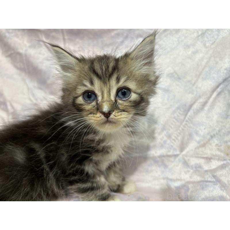 販売中の三重県のラガマフィン-133694の3枚目