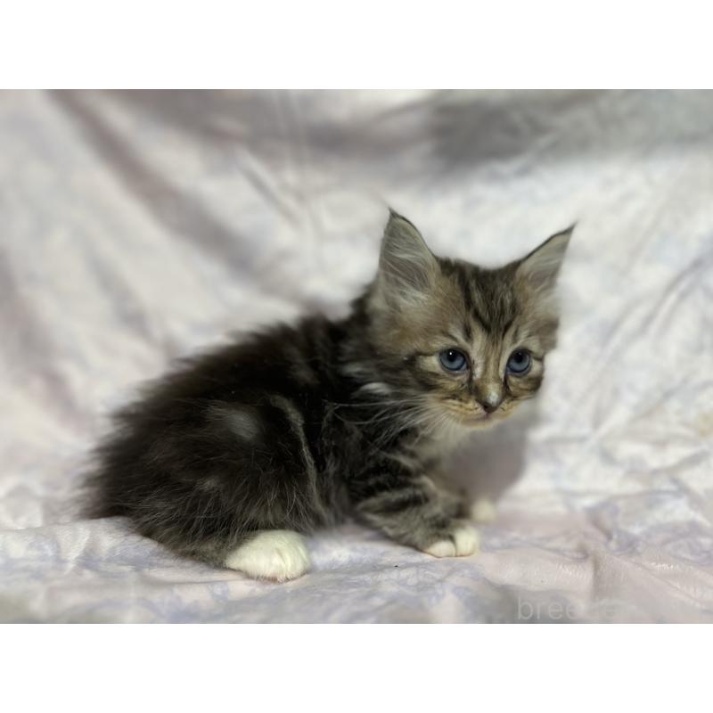 販売中の三重県のラガマフィン-133694の2枚目