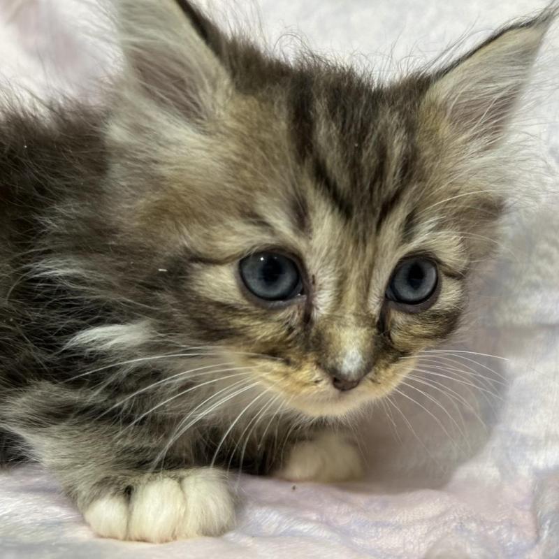 販売中の三重県のラガマフィン-133694の1枚目