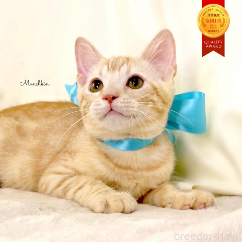 販売中の栃木県のマンチカン-132391