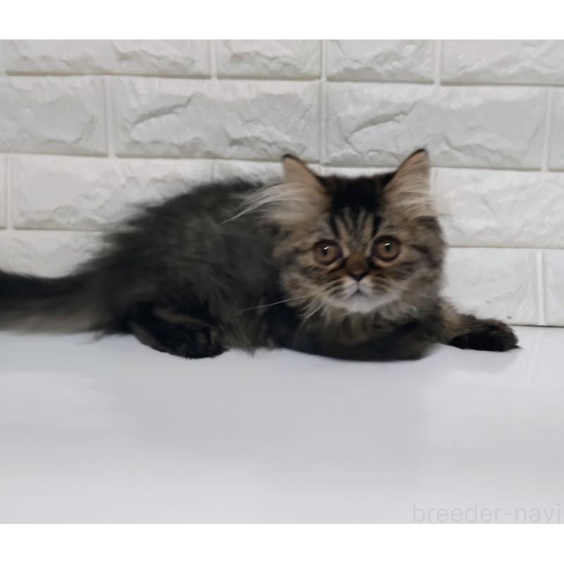 販売中の静岡県のエキゾチックショートヘア-127841の8枚目