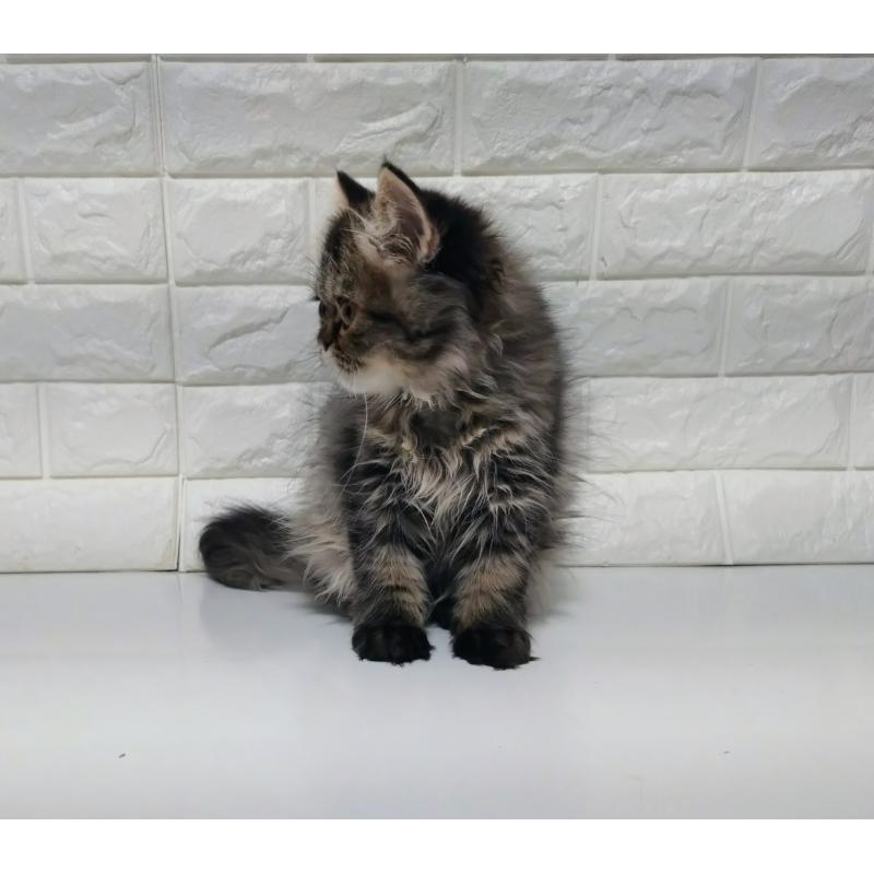 販売中の静岡県のエキゾチックショートヘア-127841の7枚目