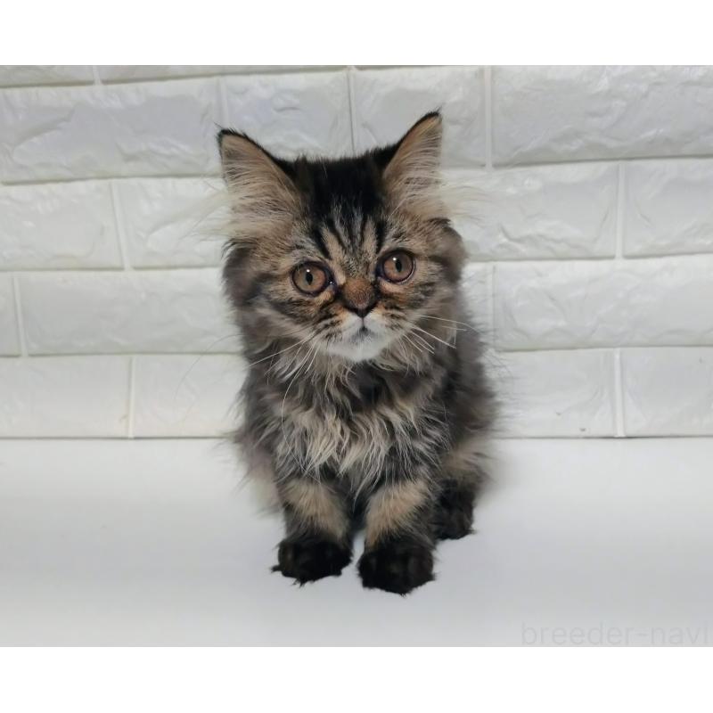 販売中の静岡県のエキゾチックショートヘア-127841の6枚目