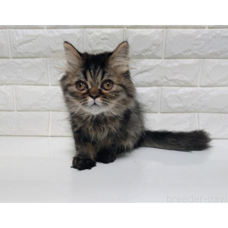 販売中の静岡県のエキゾチックショートヘア-127841の5枚目