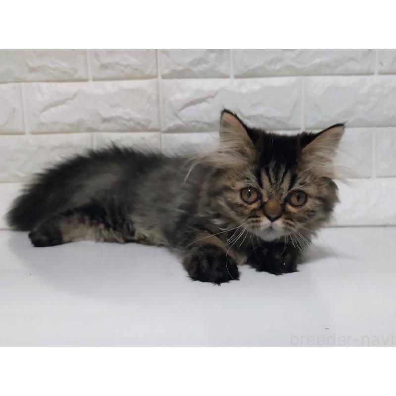 販売中の静岡県のエキゾチックショートヘア-127841の4枚目