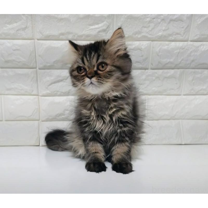 販売中の静岡県のエキゾチックショートヘア-127841の3枚目