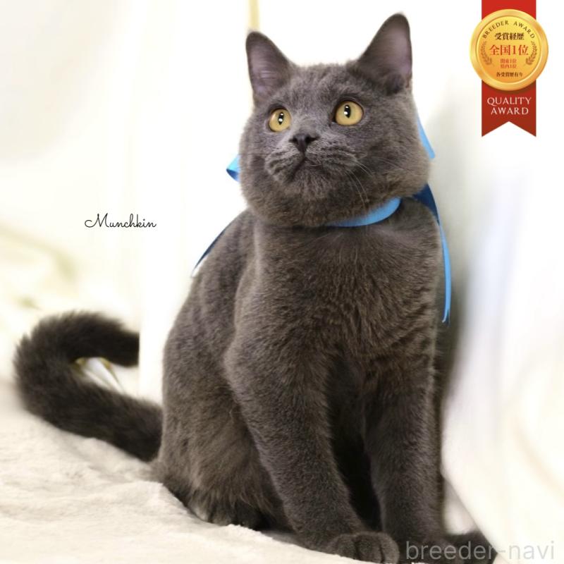 販売中の栃木県のマンチカン-133421