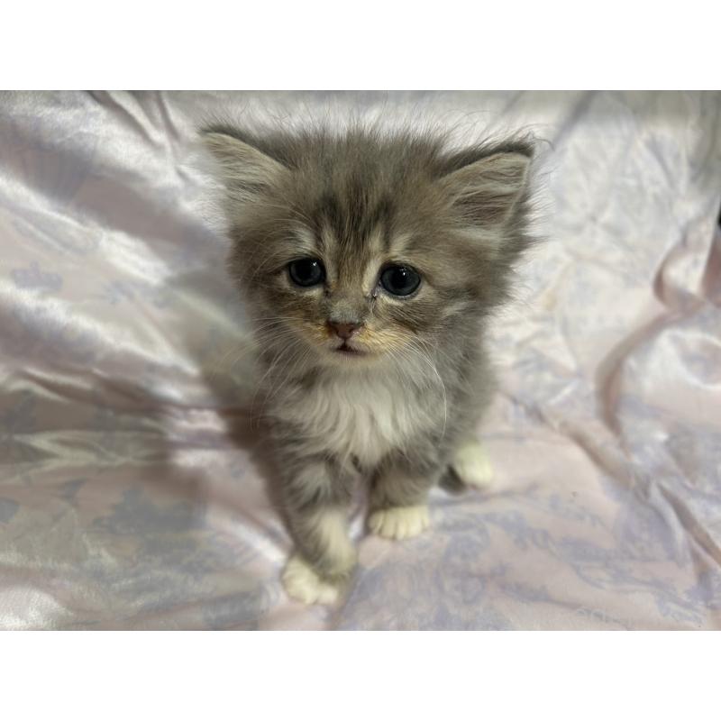 販売中の三重県のラガマフィン-133695の8枚目