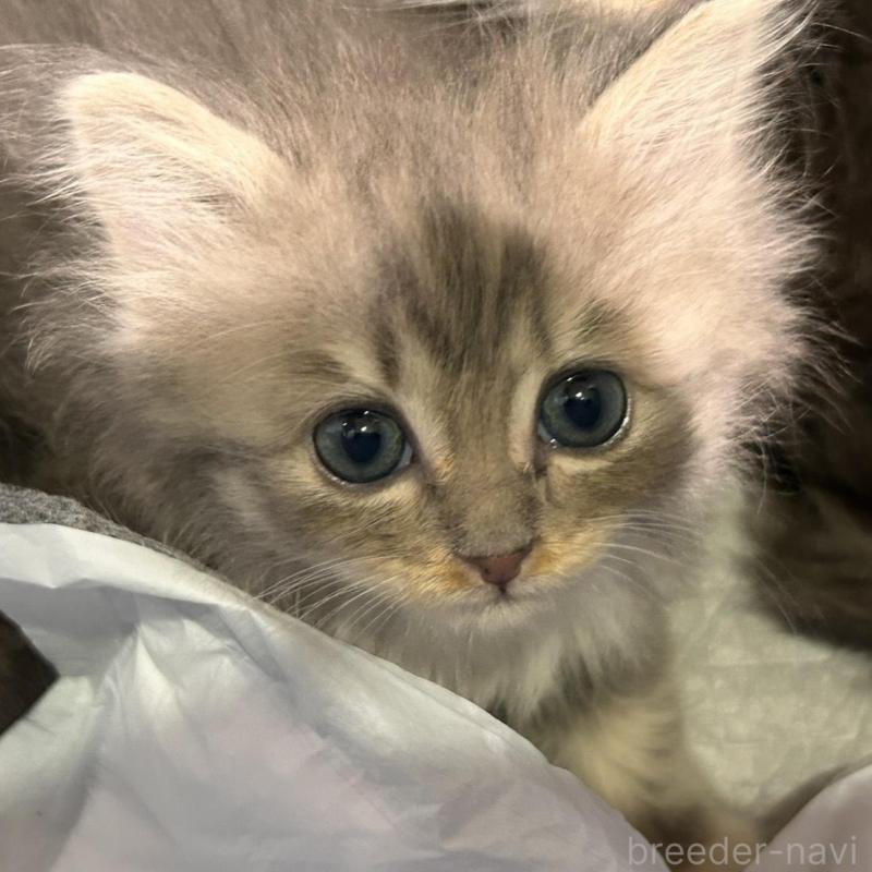 販売中の三重県のラガマフィン-133695の7枚目