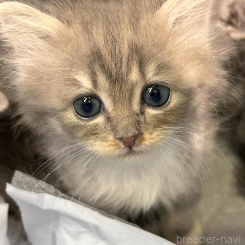 販売中の三重県のラガマフィン-133695の6枚目