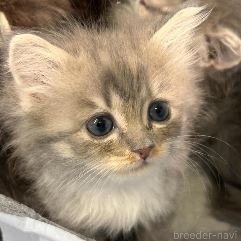 販売中の三重県のラガマフィン-133695の5枚目