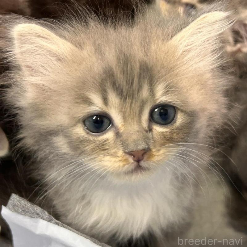 販売中の三重県のラガマフィン-133695の4枚目