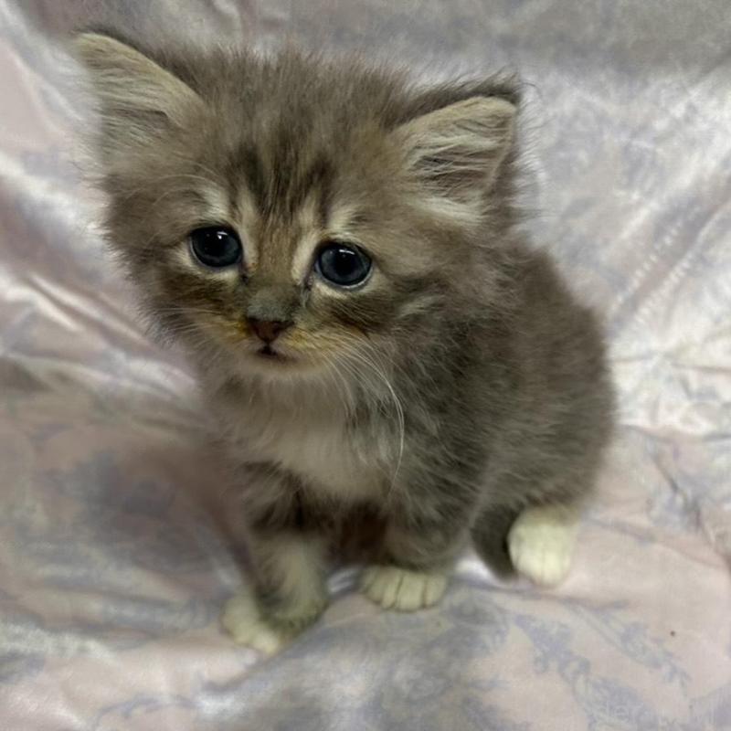 販売中の三重県のラガマフィン-133695の3枚目