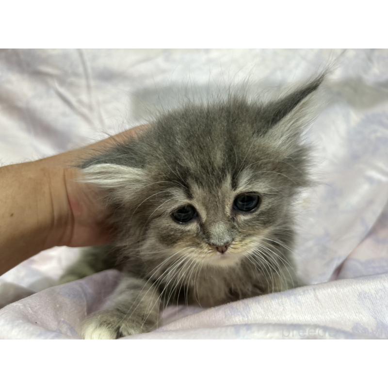 販売中の三重県のラガマフィン-133696の13枚目