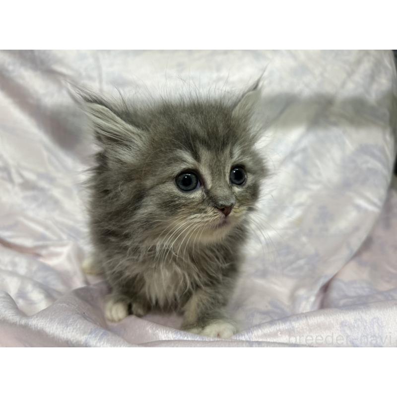 販売中の三重県のラガマフィン-133696の12枚目