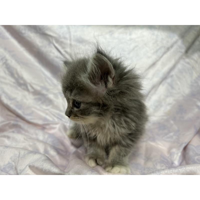 販売中の三重県のラガマフィン-133696の9枚目