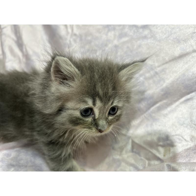 販売中の三重県のラガマフィン-133696の7枚目