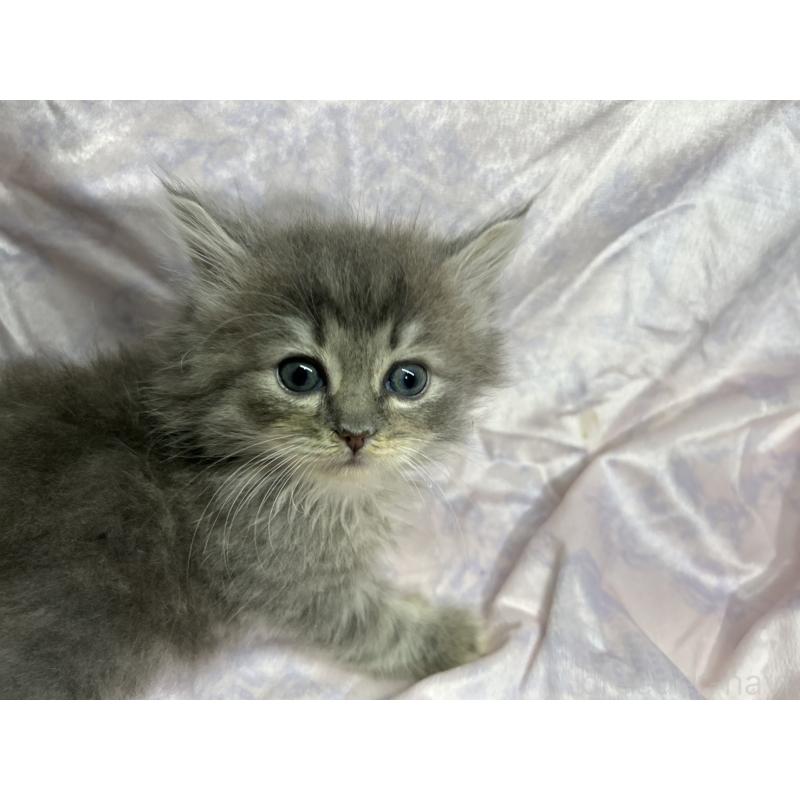 販売中の三重県のラガマフィン-133696の4枚目