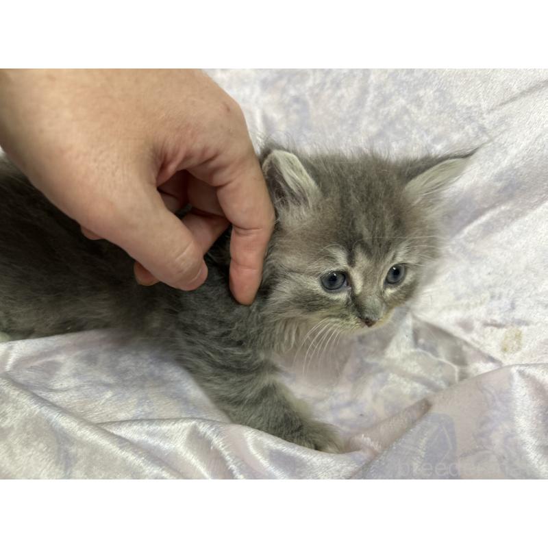 販売中の三重県のラガマフィン-133696の2枚目