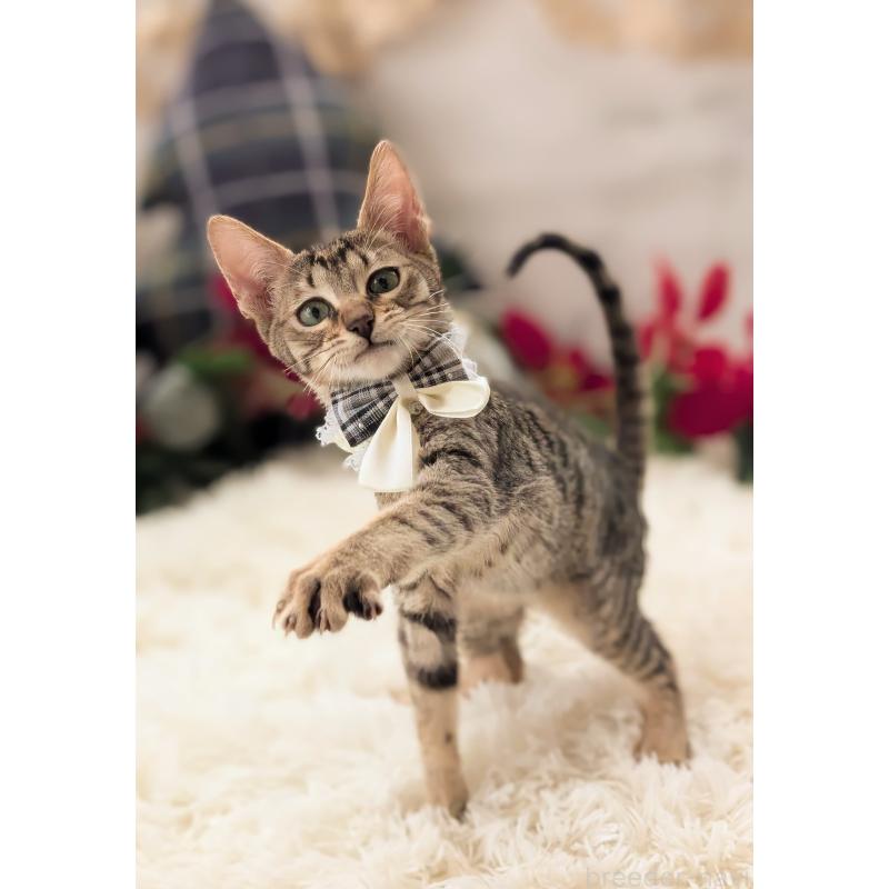 販売中の愛知県のミックス-132203の7枚目