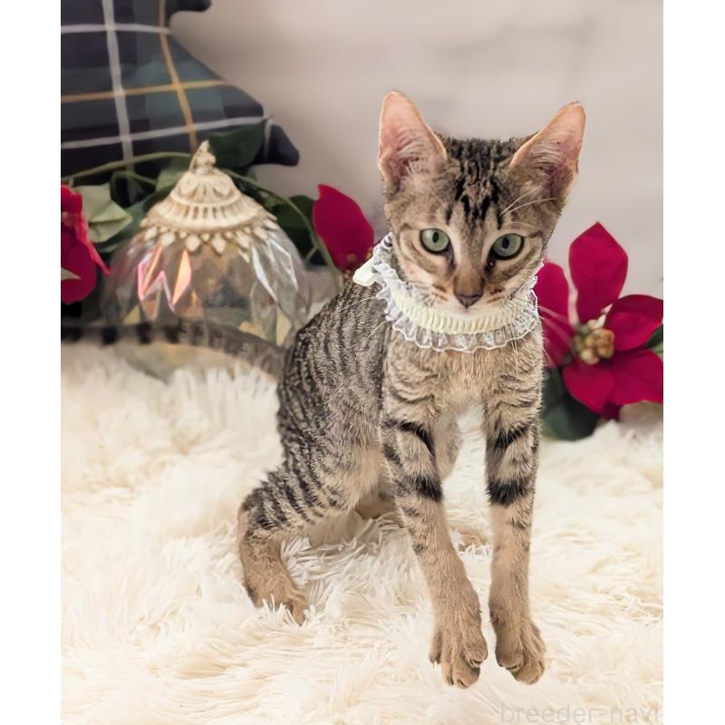 販売中の愛知県のミックス-132203の6枚目