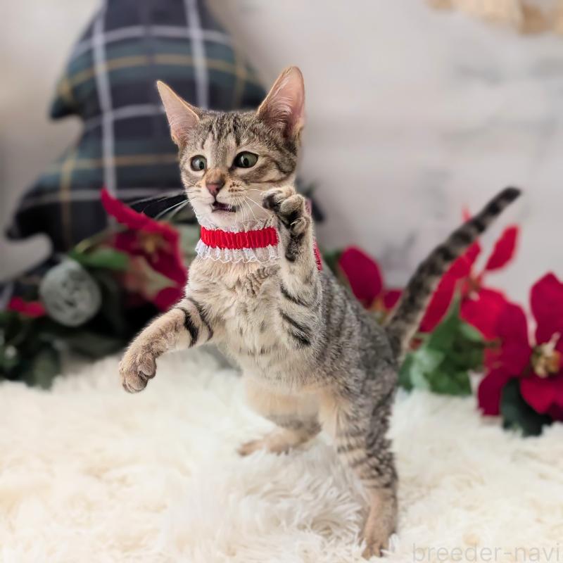 成約済の愛知県のミックス-132263の8枚目