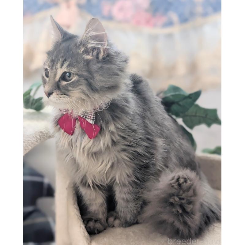 販売中の愛知県のミックス-132738の9枚目