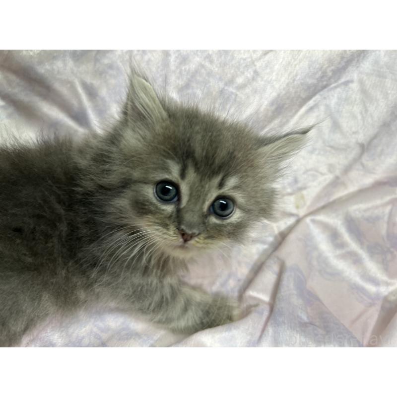 販売中の三重県のラガマフィン-133697の18枚目