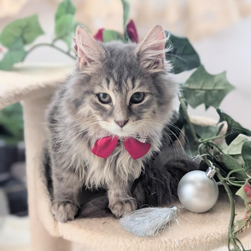 販売中の愛知県のミックス-132738の8枚目