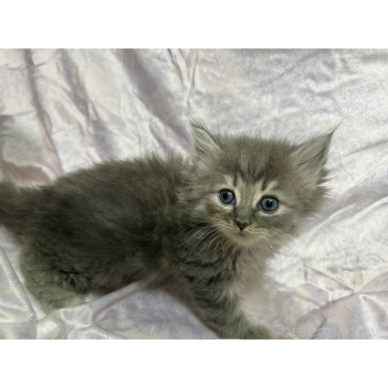 販売中の三重県のラガマフィン-133697の17枚目