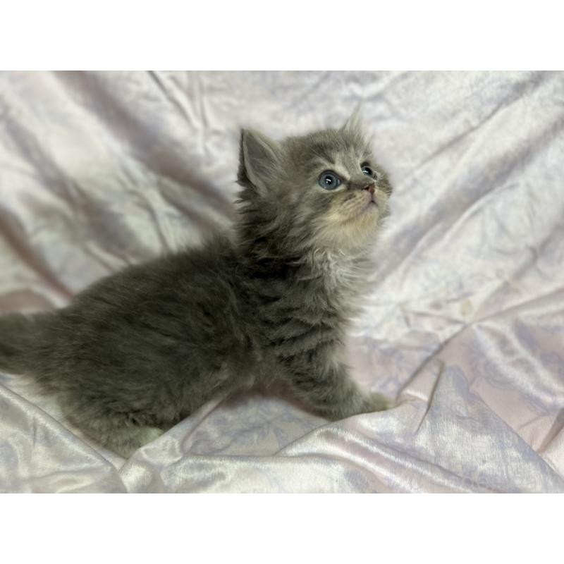 販売中の三重県のラガマフィン-133697の16枚目