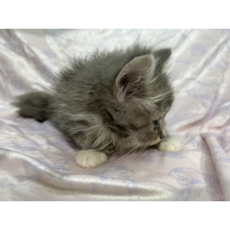 販売中の三重県のラガマフィン-133697の15枚目