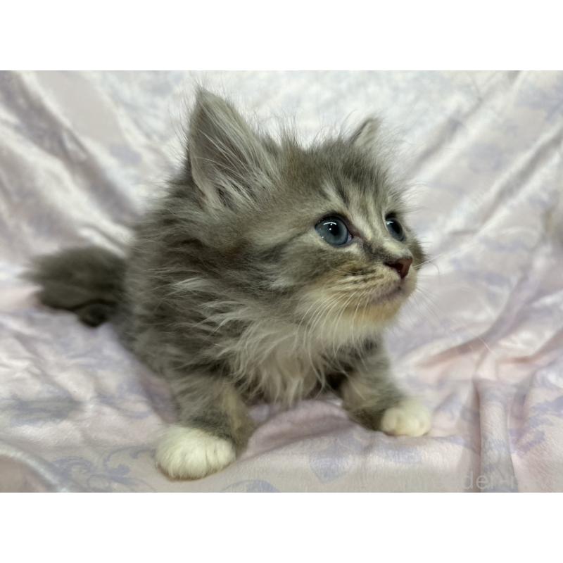 販売中の三重県のラガマフィン-133697の14枚目