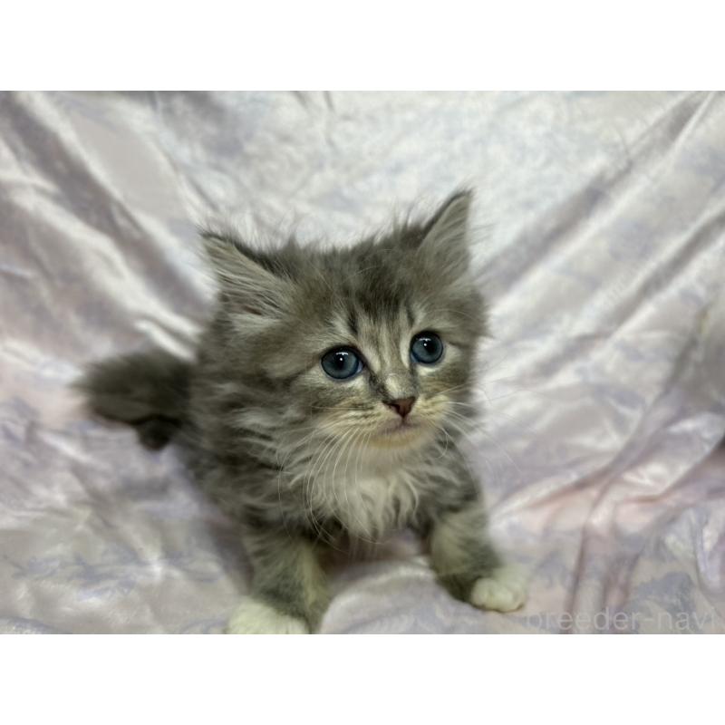 販売中の三重県のラガマフィン-133697の13枚目