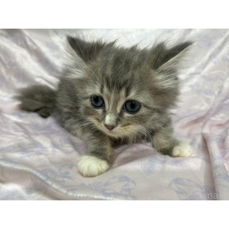 販売中の三重県のラガマフィン-133697の12枚目