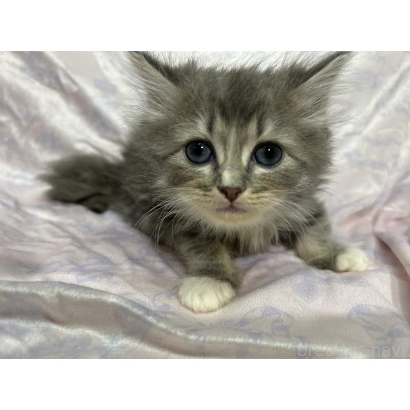 販売中の三重県のラガマフィン-133697の11枚目