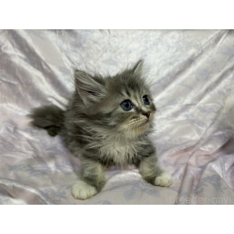 販売中の三重県のラガマフィン-133697の10枚目