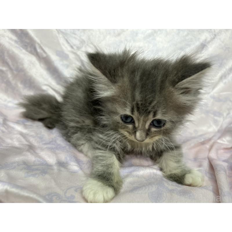 販売中の三重県のラガマフィン-133697の9枚目