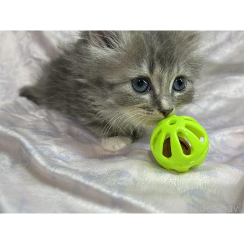 販売中の三重県のラガマフィン-133697の8枚目