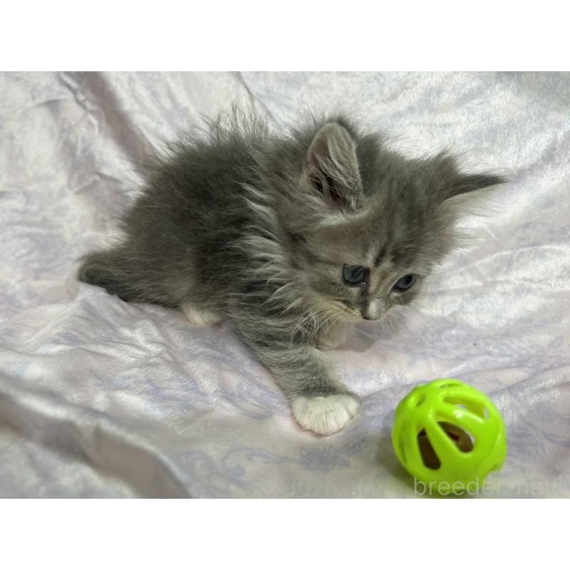 販売中の三重県のラガマフィン-133697の7枚目