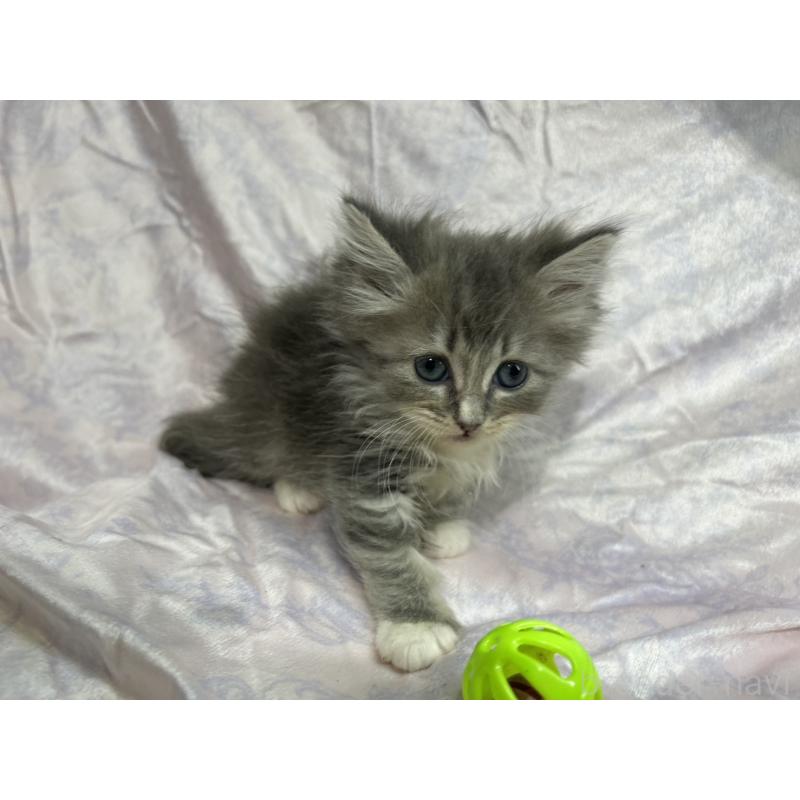 販売中の三重県のラガマフィン-133697の6枚目