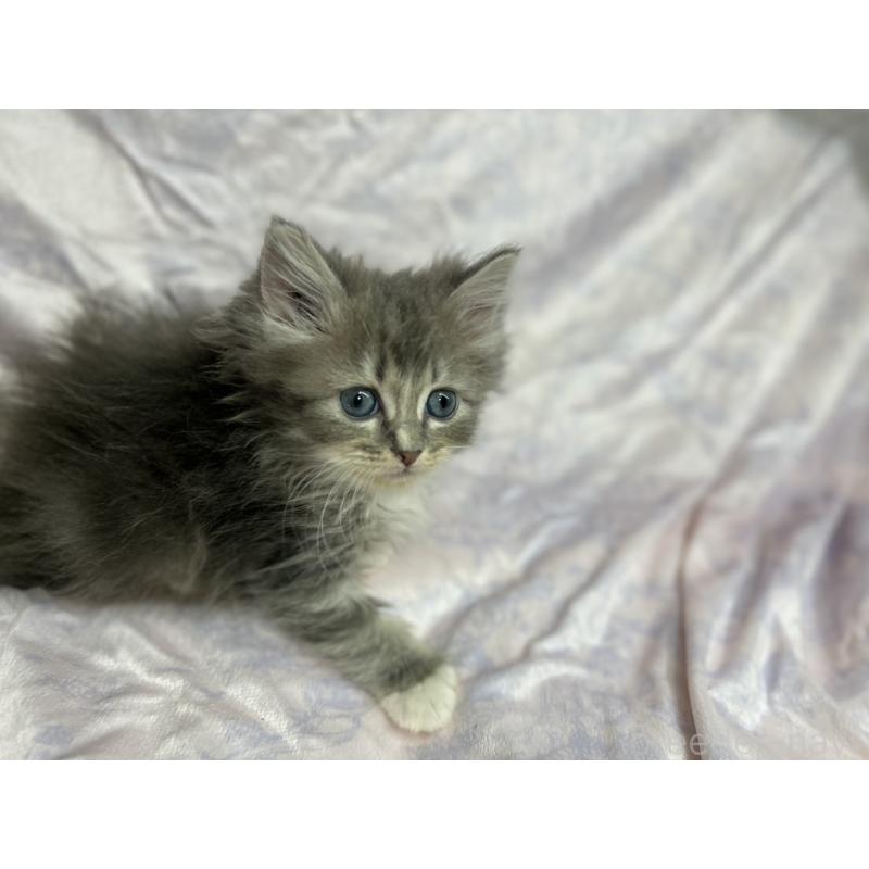 販売中の三重県のラガマフィン-133697の5枚目